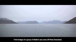 Stellers sea cow rediscovery in Greenlandmov [upl. by Aivonas]