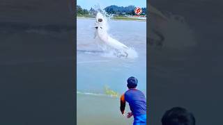 Giant sturgeon sighting while fishing [upl. by Kenta]