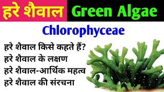 हरे शैवाल Green Algae  chlorophyta  chlorophyceae  characteristics amp importance of green algae [upl. by Kynthia]