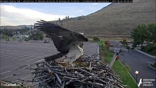 Iris visits Hellgate nest 9223 Hellgate Osprey Cam [upl. by Ativet672]