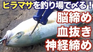 釣り場での魚の締め方「脳締め→血抜き→神経締め」（ヒラマサ編）Amberjack Ikejime [upl. by Nedry]