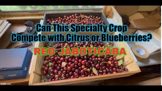 Can this Specialty Crop Compete with Citrus or Blueberries RED JABOTICABA FRUIT [upl. by Cummins]