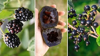 10 Frutas Exóticas de Cor PRETA Que Você Não Vai Acreditar Que Existem [upl. by Nerra]