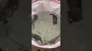 Cat fish 😱😱 cat cats pets catlover cutecat cute funny fyp foryou viralvideo shorts kitty [upl. by Amahcen]