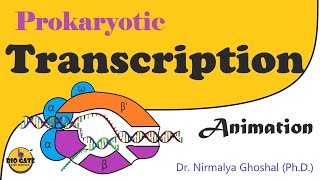 Transcription in prokaryotes animation [upl. by Fields]