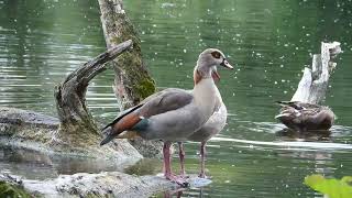 Eurasian Coot amp Nilgans [upl. by Ahsyle]