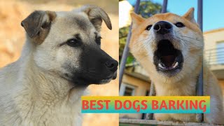 Dogs barking sound effect  agressive dogs barking videos  98k dogs vlogs [upl. by Llezo594]