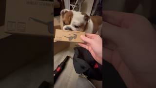 YouTube you sent this box of free goodies for Tia Bulldog and not me😭 englishbulldog shorts dog [upl. by Neelrac]