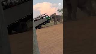 Elephant charges safari truck filled with tourists in South Africa [upl. by Tempest]