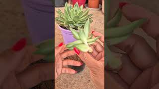 Propagation echeveria agavoides succulent plants [upl. by Hollander]