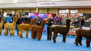 Alpaca Owners Association National Halter Show [upl. by Flam]