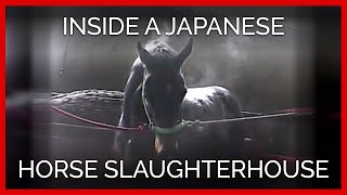 Raw Footage of a Thoroughbred Inside a Japanese Horse Slaughterhouse [upl. by Chamberlain781]