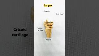 Larynx EasyAnatomy medical anatomy physiotherapy nursing indianmedicalstudent biology [upl. by Saylor826]