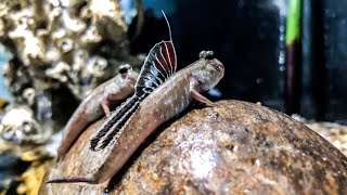 Which MUDSKIPPERS Should I CHOOSE [upl. by Belita]