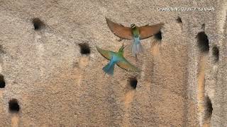 Bluetailed Beeeaters Nesting on Sandy Cliffs in Yunnan [upl. by Pytlik659]