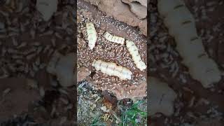 4 termite queen in 1 termite colony [upl. by Eneryc]