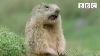 Funny talking animals Alan Alan Steve  Walk on the Wild Side  BBC [upl. by Odnumyar]