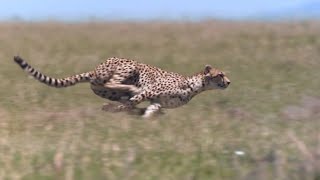 Cheetah  Chase Compilation [upl. by Enneicul311]