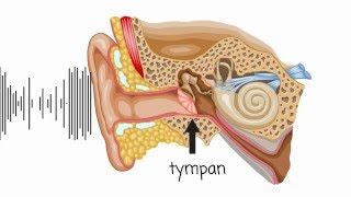 Le fonctionnement du system auditif [upl. by Ailed929]
