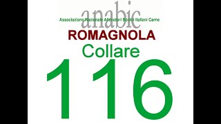 ROMAGNOLA  COLLARE 116 IT039990058341 [upl. by Duval205]