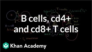 Review of B cells CD4 T cells and CD8 T cells  NCLEXRN  Khan Academy [upl. by Cameron724]