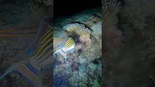 Striped Surgeonfish fishing ytstudioes yt fish ytstudieo ytviral ytstuduo gopro [upl. by Kirsten]