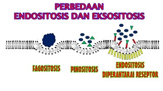 ENDOSITOSIS DAN EKSOSITOSIS [upl. by Matland]