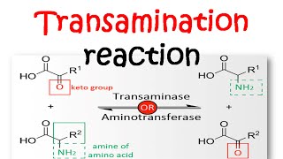 Transamination reaction mechanism [upl. by Suzanna]