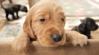 Cocker Spaniel Puppies  4 Weeks Old [upl. by Fritzsche]