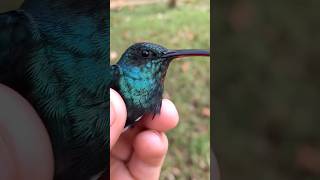 How long can a hummingbirds beak be [upl. by Ahsino]