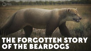 The Forgotten Story of the Beardogs [upl. by Oniluap]