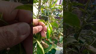 mirch ka paudha gardening garden plants terracegarden chilli houseplants agriculture [upl. by Otis]