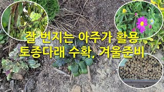 잘 번지는 아주가 활용 토종다래 수확 겨울준비 Using ajuga which spreads easily preparing for winter [upl. by Enohpesrep]