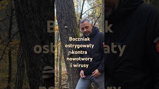 Smaczny i leczniczy boczniak ostrygowaty grzyby lifestyle [upl. by Rior]