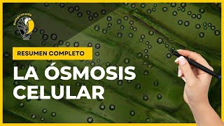 ÓSMOSIS 👉 Soluciones hipotónicas isotónicas e hipertónicas 👌 [upl. by Kalin885]