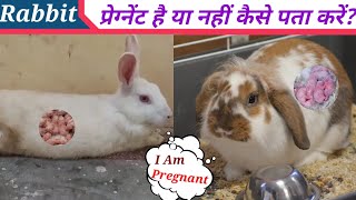 Female Rabbit Pregnant Hai Kaise Pata Karen खरगोश प्रेग्नेंट है या नहीं कैसे पता करें [upl. by Hogarth377]