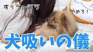 どうしても【やる気スイッチ】がONにならないので犬吸いで明日への活力をチャージする日。プレミア配信ありがとうございました。 [upl. by Nyrtak188]