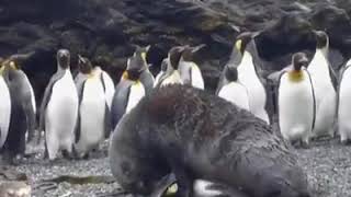 Sea lion is ficking a Penguin [upl. by Jeramie]