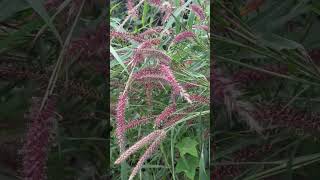 Flowers of Pennisetum pedicellatum [upl. by Ilenay]