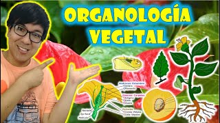 BIOLOGÍA FREE   REINO PLANTAE II  ORGANOLOGIA VEGETAL  Raíz tallo hojas flores y frutos 👉😍🌿 [upl. by Hsihsa]