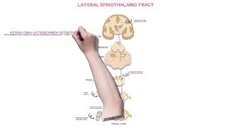 what is the lateral spinothalamic pathway lateral spinothalamic explained in 4 minutes [upl. by Stahl]