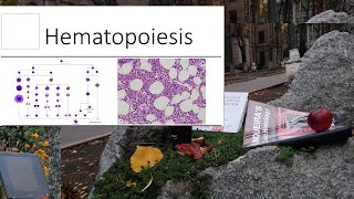 7Hematopoiesis Histology Lecture [upl. by Nadda]