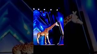 Americas Got Talent Giraffe 🦒 Magic😱😨  Duo SchumacherAGTamericagottalentmagic [upl. by Ennaej982]