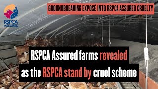 RSPCA Assured farm investigations REVEALED as the RSPCA stand by cruel Assured Scheme [upl. by Sidonie868]