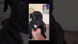 Black Puppy So Cute puppy [upl. by Claretta]