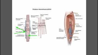 Fuseau neuromusculaire [upl. by Artenal]