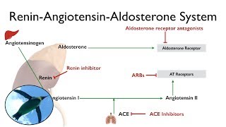 ReninAngiotensinAldosterone System The RAAS [upl. by Paucker]