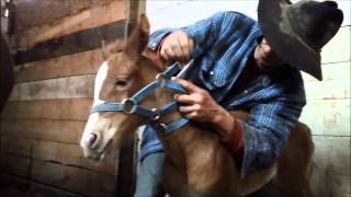 Foal Halter Training [upl. by Lleirbag]