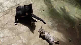 Moment of sunbathing cat Moi and Mo loves sunshine [upl. by Attah]