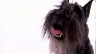 dogs 101  miniature schnauzer [upl. by Eberto]